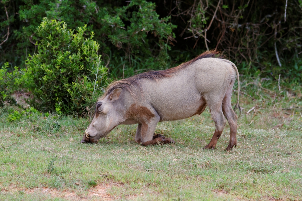 06 - Addo Elephant NP (5).jpg